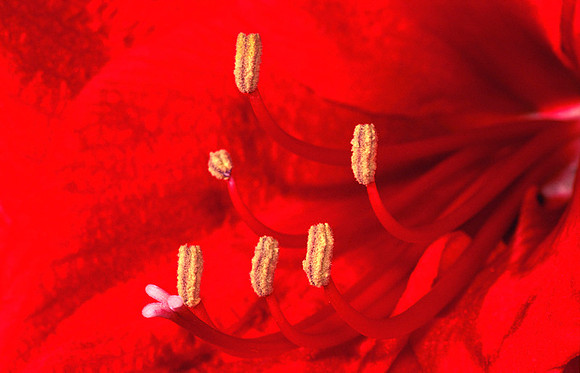 12/1-05 (delt 1. pl): Amaryllis