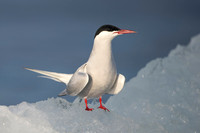 Vår 2026 - Red-billed tern (Tom Thodesen)