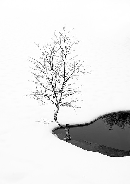 Vår 2026 - Waterwhole (Robin Alexander Nordtvedt)