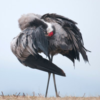 6pl (Tom Thodesen) - Performing art by crane