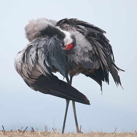 6pl (Tom Thodesen) - Performing art by crane