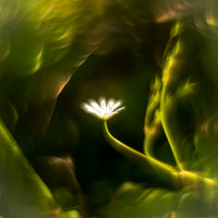 Delt 4pl (Monica Tronsmoen) - Blomsterbobla