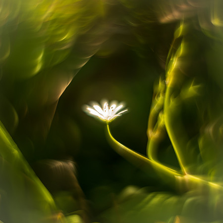 Delt 4pl (Monica Tronsmoen) - Blomsterbobla