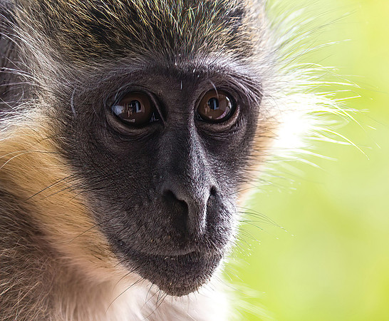 1 pl (Sigmund Fjellberg) - Green Vervet