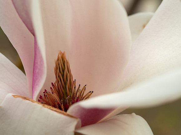 10pl (Berit Steinset) - Magnolia