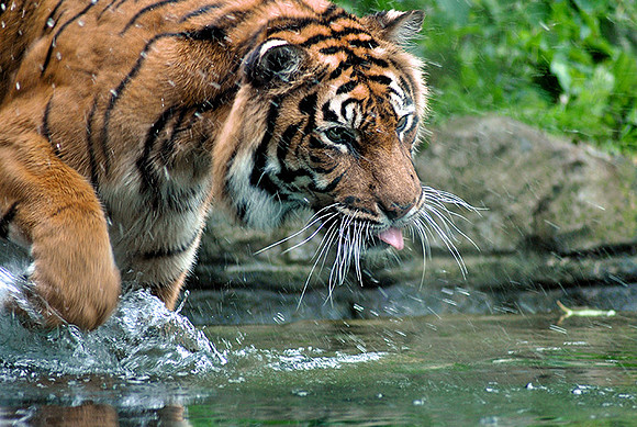 7/3-16: Tigergutt