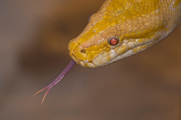 3pl (Tom Thodesen) - Litt Python