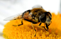 6 pl (Tom Thodesen) - Blomsterflue