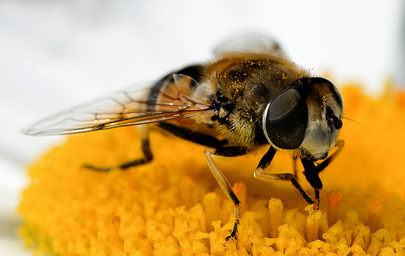 6 pl (Tom Thodesen) - Blomsterflue