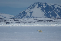 Delt 7pl (Tom Thodesen) - Arctic silence