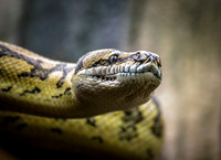 Delt 4 pl (Thorbjørn Kongsteien-Ottesen) - Ssssnake