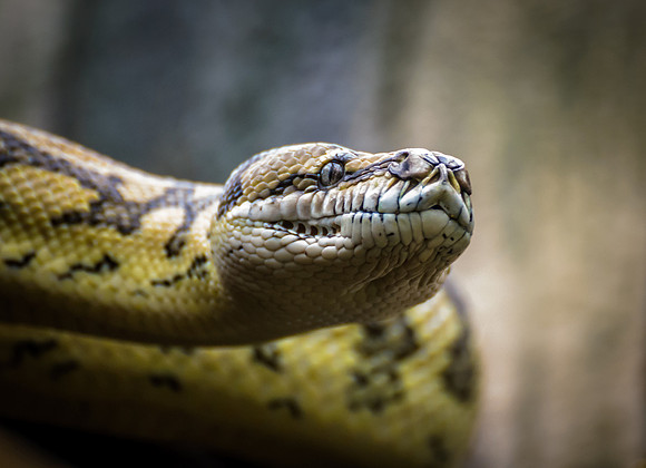 Delt 4 pl (Thorbjørn Kongsteien-Ottesen) - Ssssnake