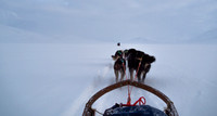 Delt 5pl (Berit Steinset) - Sledetur på Svalbard