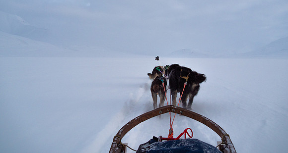 Delt 5pl (Berit Steinset) - Sledetur på Svalbard