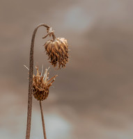 Delt 8. plass (Monica Tronsmoen) - Natures Kiss