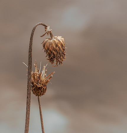 Delt 8. plass (Monica Tronsmoen) - Natures Kiss