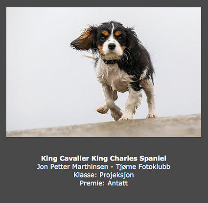 Høst 2013: King Cavalier King Charles Spaniel (Jon Petter Marthinsen)