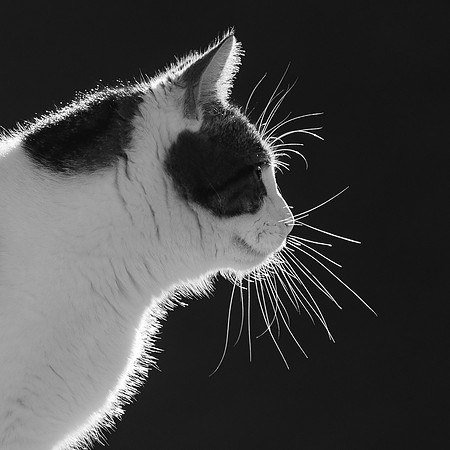 3pl (Jon Petter Marthinsen) - Minnie