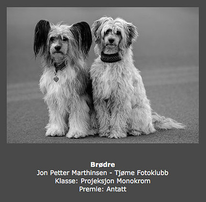 Høst 2013 - Brødre (Jon Petter Marthinsen)