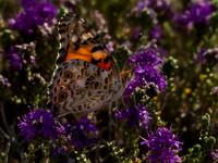 9 pl (Per Arne Finne) - Butterfly