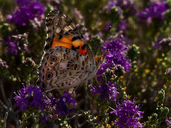 9 pl (Per Arne Finne) - Butterfly