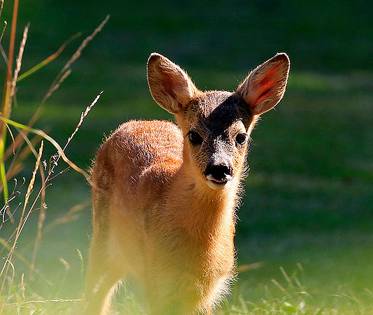 29/8-18 (delt 1.pl): Bambi
