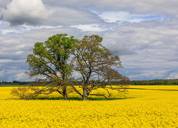 Delt 6. plass (Monica Tronsmoen) - Lonely tree in the yellow field