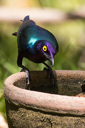 Delt 4 pl (Sigmund Fjellberg) - Purple glossy starling