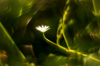 2023: Blomsterbobla (Monica Tronsmoen)