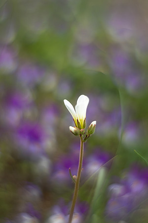 Delt 7pl (Solveig Myhre) - Vårblomstring