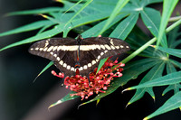 Papilio Swallowtail