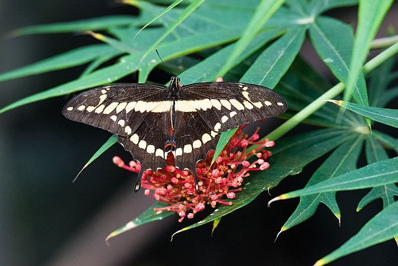 Papilio Swallowtail