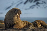 15/1-24 (Tom Thodesen) - Hvalross på Svalbard