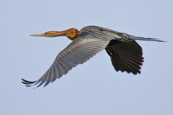 2 pl (Sigmund Fjellberg) - African Darter