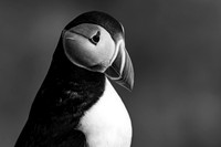 4pl (Monica Tronsmoen) - Puffin