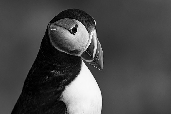 4pl (Monica Tronsmoen) - Puffin