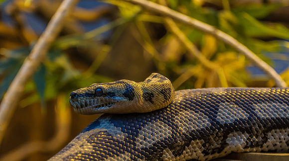 A sssssnake