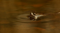 5pl (Monica Tronsmoen) - Golden eye