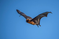 2pl (Tom Thodesen) - Where does the fox fly