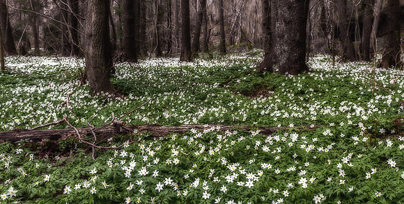 Hvitveis i Eideneskogen