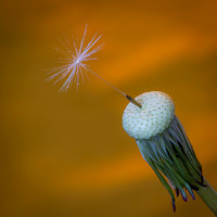 1 pl (Per Arne Finne) - Last seed standing