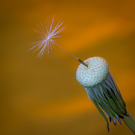 1 pl (Per Arne Finne) - Last seed standing