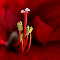 Delt 2 pl (Reidar Thorsen) - Amaryllis