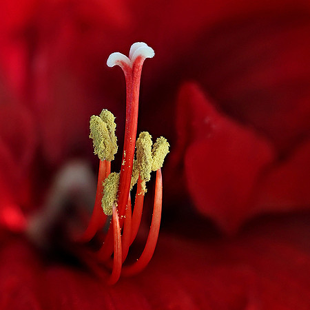 Delt 2 pl (Reidar Thorsen) - Amaryllis
