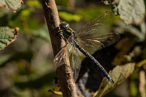 Delt 10pl (Solveig Myhre) Dragonfly