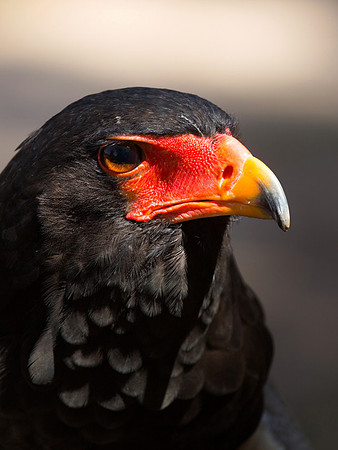 8/12-14: Bateleur Eagle