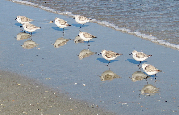 28/4-04: Sandpipers