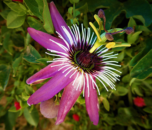 Delt 8. plass (Mette Marit Hatlestad) - Full blomst