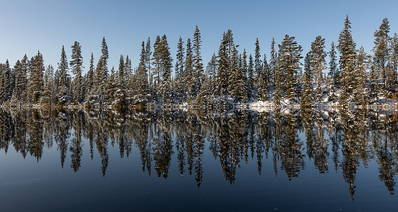 Delt 6pl (Monica Tronsmoen) - Skogstjernet