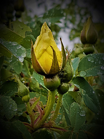 Delt 9. plass (Mette Marit Hatlestad) - Roseknopp